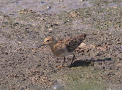 Calidris temminckii