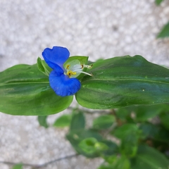 Commelina communis
