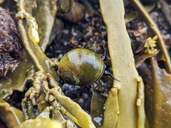 Littorina obtusata