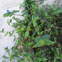 Commelina communis