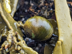 Littorina obtusata