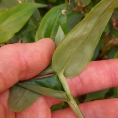 Commelina communis