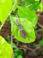 Harpactorini