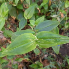 Commelina communis
