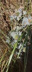 Eryngium maritimum