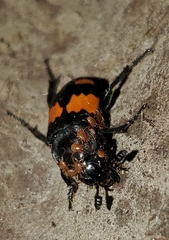 Nicrophorus