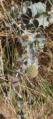 Eryngium maritimum
