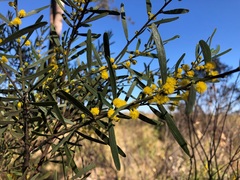 Acacia montana