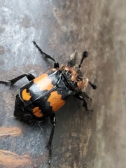 Nicrophorus