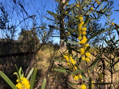 Acacia montana
