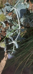 Eryngium maritimum