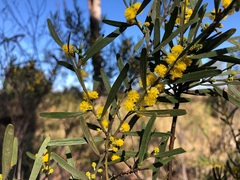 Acacia montana