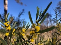 Acacia montana