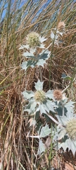 Eryngium maritimum