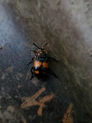 Nicrophorus
