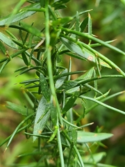Genista germanica