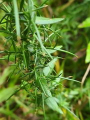 Genista germanica