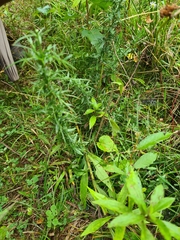 Genista germanica