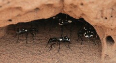 Anthia duodecimguttata