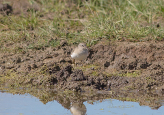 Calidris temminckii