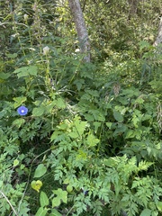 Ipomoea nil