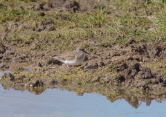 Calidris temminckii