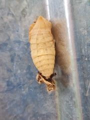 Iphiclides podalirius