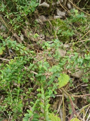 Cruciata glabra