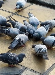 Columba livia domestica