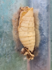 Iphiclides podalirius