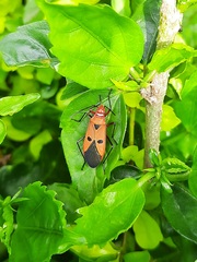 Dysdercus cingulatus