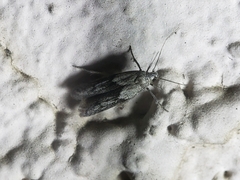 Blastobasis glandulella