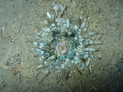 Anthopleura minima