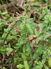 Cruciata glabra