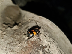 Nicrophorus