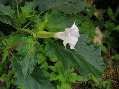 Datura stramonium