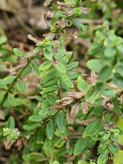 Cruciata glabra
