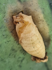 Iphiclides podalirius