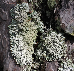 Hypogymnia farinacea