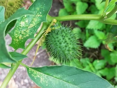 Datura stramonium