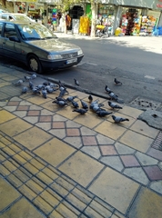 Columba livia domestica