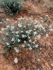 Olearia pimeleoides