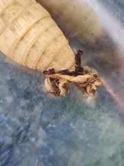 Iphiclides podalirius