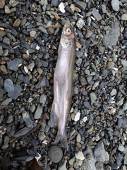 Mallotus catervarius