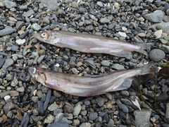 Mallotus catervarius