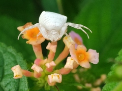 Thomisus spectabilis