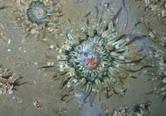 Anthopleura minima
