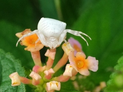 Thomisus spectabilis