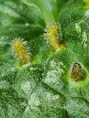 Rondaniola bursaria