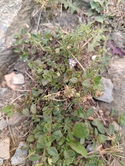Spergularia rubra